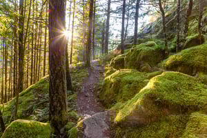 view-of-a-path-in-the-rain-forest